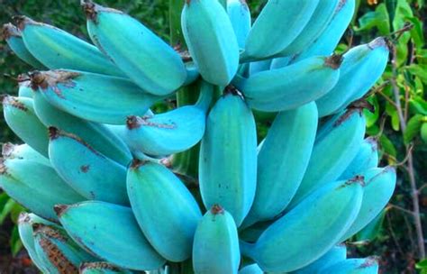 These are classified into groups that you'll know the blue java fruit is ripe once the blue tint has faded away from the banana peel, leaving only a mellow yellow tone. Tasty Blue Java Banana Feels Like Eating A Delicious ...