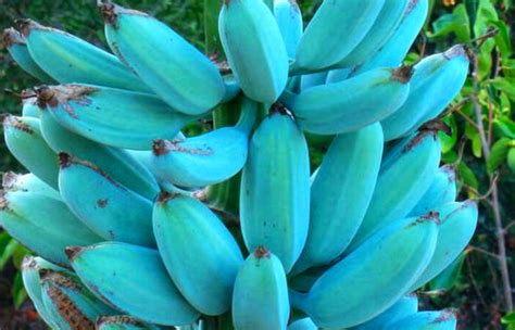 These are classified into groups that you'll know the blue java fruit is ripe once the blue tint has faded away from the banana peel, leaving only a mellow yellow tone. Tasty Blue Java Banana Feels Like Eating A Delicious ...