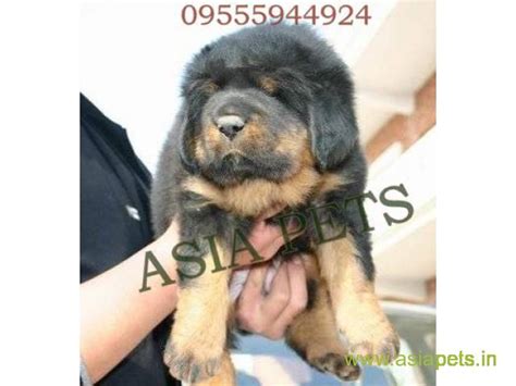 A chinese businessman once bought a tibetan mastiff for a whopping $1.5 million. Tibetan mastiff puppies price in kochi, Tibetan mastiff ...
