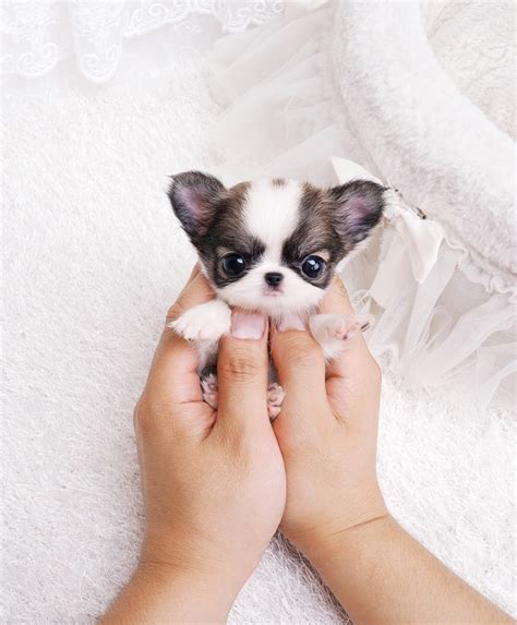 Browse our selection of toy and teacup puppies with delivery options available. Teacup Chihuahua | Pics Of Cats, Dogs And Other Furry Things