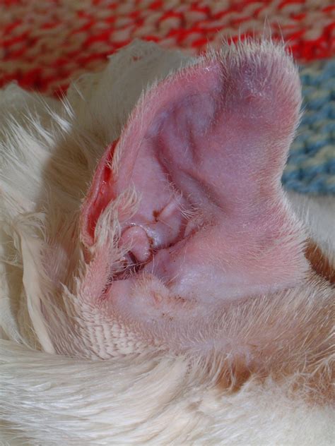 Blood supply to auricular cartilage come from caudal auricular arteries concave cartilage is firmly attached to apposing skin trauma allows dead space and can fill with blood from ruptured vessels mostly seen with head shaking. Ear: hematoma drainage technique in cats | Vetlexicon ...