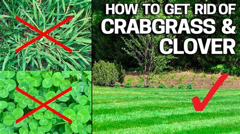 Well we are here to help there are many ways to prevent these weeds from getting established in your lawn. How To Control Lawn Weeds | MyCoffeepot.Org