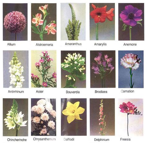 Common and botanical names of flowers listed alphabetically by their common name. Flowers Names - Wallpapers