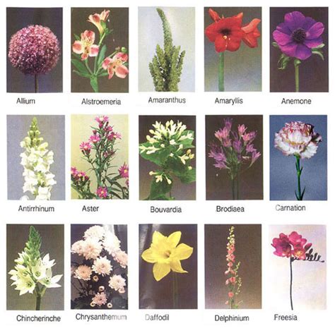 Common and botanical names of flowers listed alphabetically by their common name. Flowers Names - Wallpapers