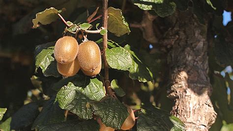 They are often grown similar to grape vines, along a support system. Kiwi Fruits on a Kiwi Tree by freshak | VideoHive