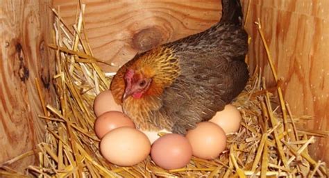 We did not find results for: 10 Chickens Species With The Different Color Of Eggs