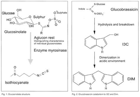 Suppose an aliquot of cells is thawed and the cell suspension is pipetted into different wells of a microtitre plate. Indole-3-carbinol: A glucosinolate derivative from ...