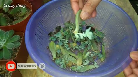 If you've ever seen leaf propagation in action, you probably understand at least part of the fascination surrounding succulents. Succulents - Leaf Propagation | Crizzy thing - YouTube