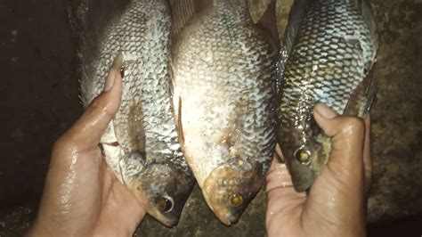 Ayam berkokok dimalam hari jadi pertanda setan datang? DAPAT GURAME!!! NJARING IKAN DI MALAM HARI LANGSUNG DI ...