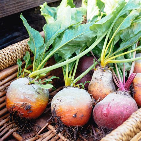 Whether you grow beets in your own garden or buy them from the farmer's market or grocery store garden beets are relatively easy to pick when fresh. Canning beets fresh from the garden! | Roasted beets ...