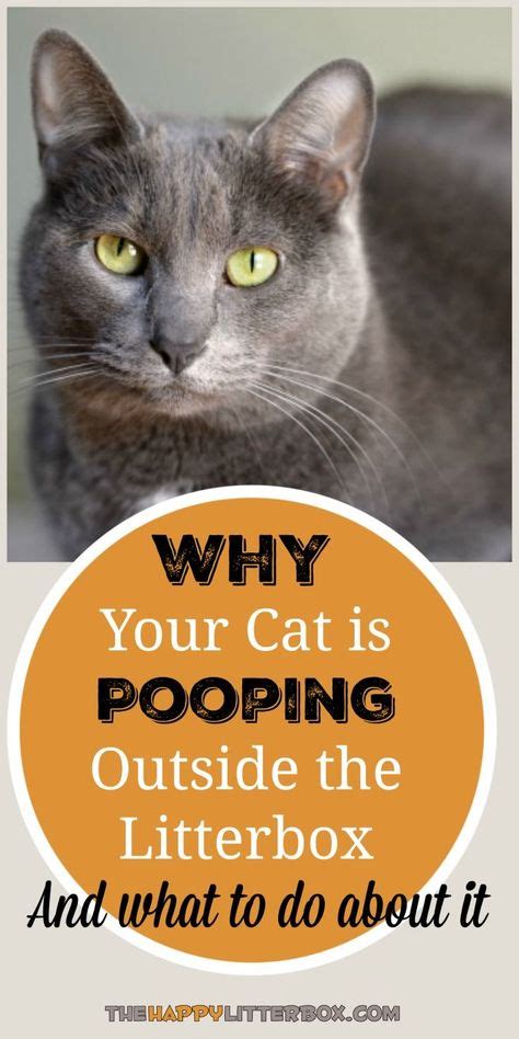 My cat did the same thing but she peed in my bed. Cat Pooping On Floor - petfinder