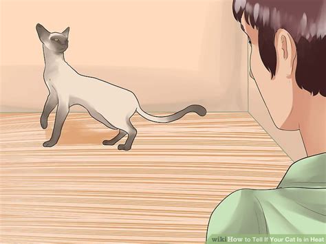What are the signs that my. How to Tell If Your Cat Is in Heat: 11 Steps (with Pictures)