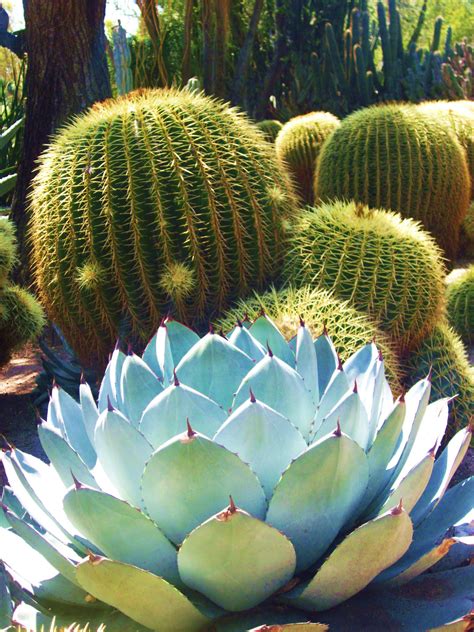 Download in under 30 seconds. Golden Barrel cactus and Agave | 1000 in 2020 | Golden ...