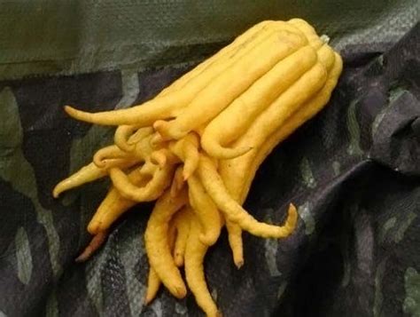 But there is an absolutely massive number of exotic fruits out there than you may have never seen before! Most unusual fruits - 10 Pics | Curious, Funny Photos ...