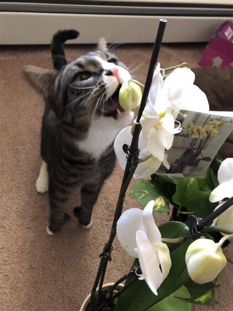 Flowers not safe for cats. Orchids are safe and non-poisonous to cats. On the flip ...