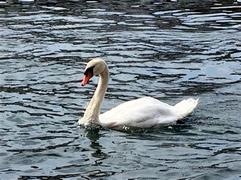 Er wollte seine strafbefehl vor gericht beurteilen lassen, koste es was es wolle. Schwan_Luzern - Tratsch.ch