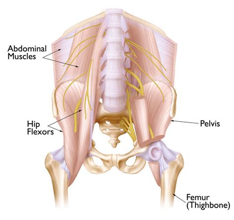 At the hip, the hamstring muscles attach on your sitting bones. Hip strain: Description, Causes, Treatment | BoulderCentre ...
