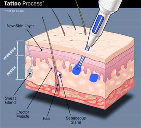 Handling a tattoo gun may seem daunting, as it takes intense focus and a steady hand, but the results can be magical. How Tattoos Work - Midnight Moon Tattoo