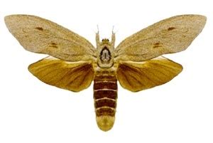 There is a variable pattern of light and dark grey or brown on the wings. Endoxyla cinereus - Wikipedia