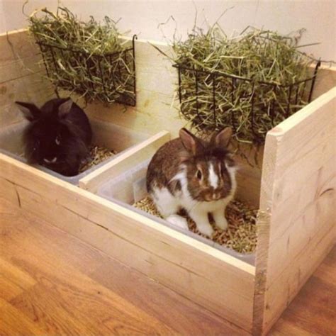 Boarding at a vet office. Pet Shop Near Me Rabbit