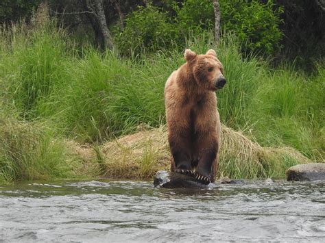 Traveler Story: Brown Bears of Brooks Falls | Good Nature Travel Blog