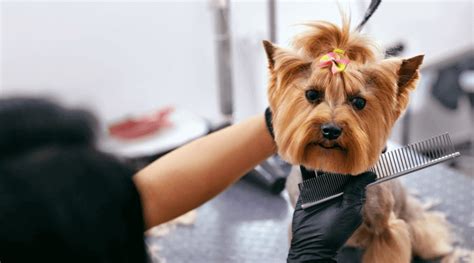 We will find the best pet grooming services near you (distance 5 km). Pet Grooming Near Me 98034 - Juanita Hills Animal Hospital ...