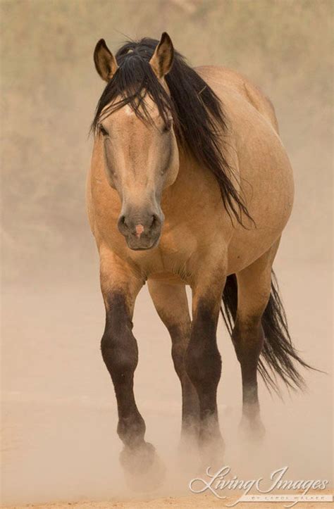 Helmet is now taking guests out on rides here at cherokee park ranch! Buckskin (a tan or gold colored coat with black points ...