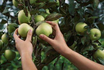 Often called apple scab, this fungus is responsible for important damage to this fruit tree, but also to plum trees and pear trees. Hydrogen Peroxide to Treat Fungus on Fruit Trees | Home ...