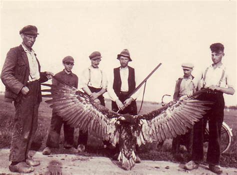 Zie de pagina zeearenden voor andere soorten uit het geslacht haliaeetus, of de pagina zeearend (doorverwijspagina) voor andere betekenissen van 'zeearend'. Biesbosch.nu magazine september / oktober 2006