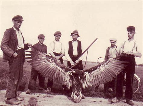 Aan het eind van de twintigste eeuw stond de vogel op het punt van uitsterven, maar de populatie is tegenwoordig tot een stabiel niveau hersteld. Biesbosch.nu magazine september / oktober 2006