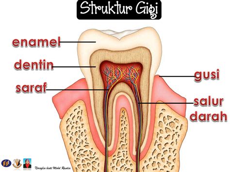 Dna, rna, dan protein, adalah tiga makromolekul utama, sangat penting. Jenis-jenis Gigi dan Struktur Gigi Manusia