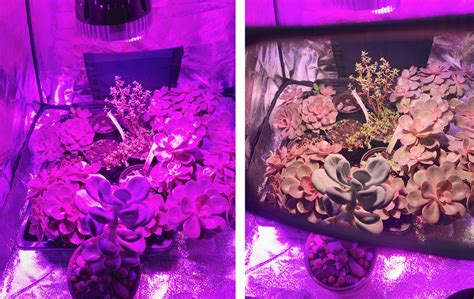 Maybe you would like to learn more about one of these? Echeverias (and other succulents) under a grow light ...