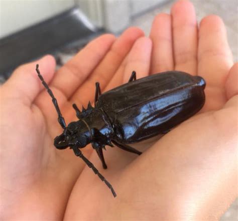 They call arizona home and chances are you've seen them in your backyard, especially during the monsoon. What The Heck Is That Monstrosity? : ARBICO Organics