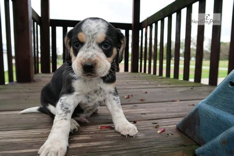 Boogle Three: Beagle puppy for sale near Kalamazoo ...