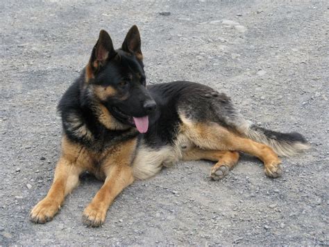 Contact rochester german shepherd dog breeders near you using our free german shepherd dog breeder search tool below! German Shepherd Rescue Buffalo Ny