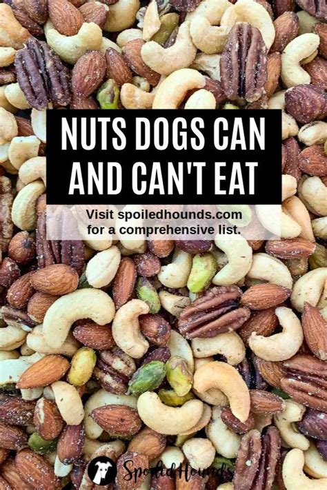 Pay attention to these foods and make a list. Nuts Dogs Can Eat and Nuts Harmful to Dogs - Spoiled ...