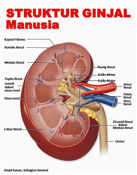Struktur Ginjal Manusia | Vivi Blog