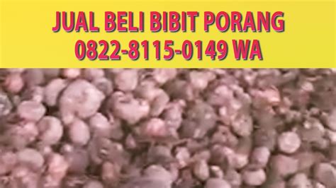 Budidaya porang banyak dibicarakan dikarenakan memiliki nilai ekonomi menjanjikan. Jual Beli Porang Di Jambi,0822-8115-0149/Elytani Sukses ...