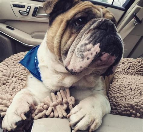 Find friendly dog boarding in real homes in park ridge, il. Adopt C-Lo Wrinkles on | English bulldog dog, Bulldog ...