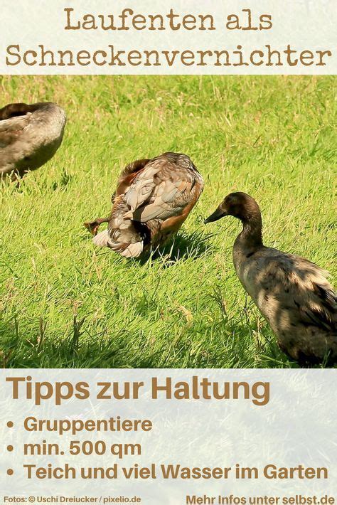 Sie zerstören pflanzen und fressen das geliebte gemüse im garten an: Laufenten | Hühner im garten, Hühnergarten und Bauernhof tiere