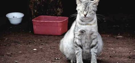 Kucing tidak bersuara kucing tidak bersuara juga salah satu tanda ia mendekati kematian, tenaga kucing menjadi sangat lemah yang membuat ia sangat sulit untuk mengeluarkan suara. Ciri Ciri Kucing Hamil Dan Berapa Lama - Info Seputar ...