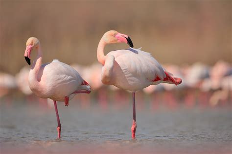 Two flamingos tussle with each other in the zoo in zurich, switzerland. Der Flamingo - Aminata Kids Blog - Der Blog für Eltern und ...