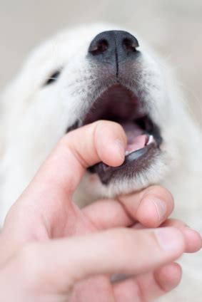 A labrador puppy may start his teething stage at 3 to 4 months of age. Labrador Puppies: When Biting Gets Out of Hand! - The ...