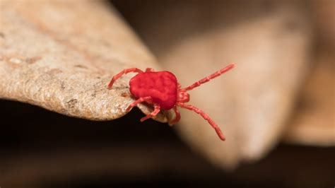 World's fastest land animal is a mite. Tiny Red Bugs on Concrete | What Are Clover Mites? - Pest ...