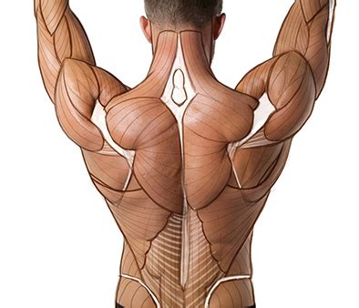 Use an anatomy book to understand what's below the surface but think about each muscle in 3d. How to Do an Anatomy Tracing | Proko