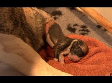 Have a pregnant dog and want to know how long do dogs stay pregnant? AMAZING! Staffordshire dog giving birth to 13 pups - YouTube