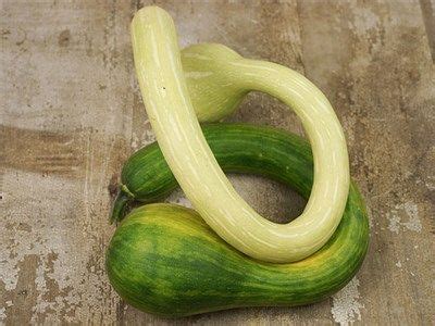 Maybe you would like to learn more about one of these? Zucchino Rampicante Squash | Squash, Seeds, Heirloom tomatoes