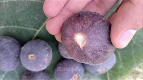 How to plant fruit trees, when to plant. anjeer tree /fig tree with fruits2020 |anjeer tree seeds ...