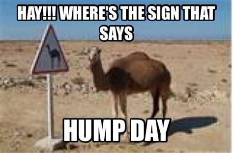 Learn how camel humps work and why they're not filled with water. Pin on Hump day camels.