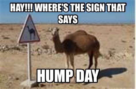 Camels had humps way before human existence. Pin on Hump day camels.